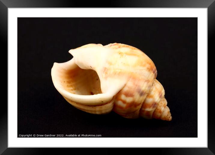 Honey Whelk Seashell Framed Mounted Print by Drew Gardner