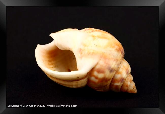 Honey Whelk Seashell Framed Print by Drew Gardner