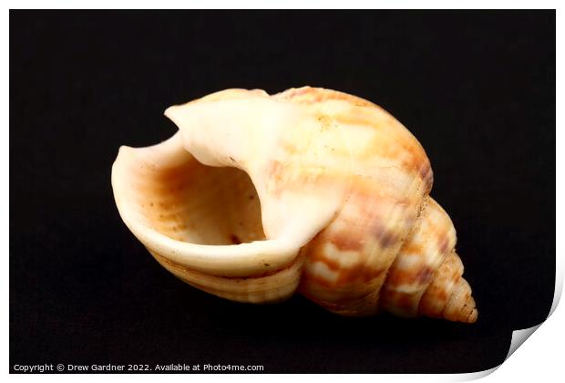 Honey Whelk Seashell Print by Drew Gardner