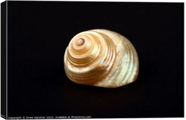 Pearl Venetian Seashell Canvas Print by Drew Gardner