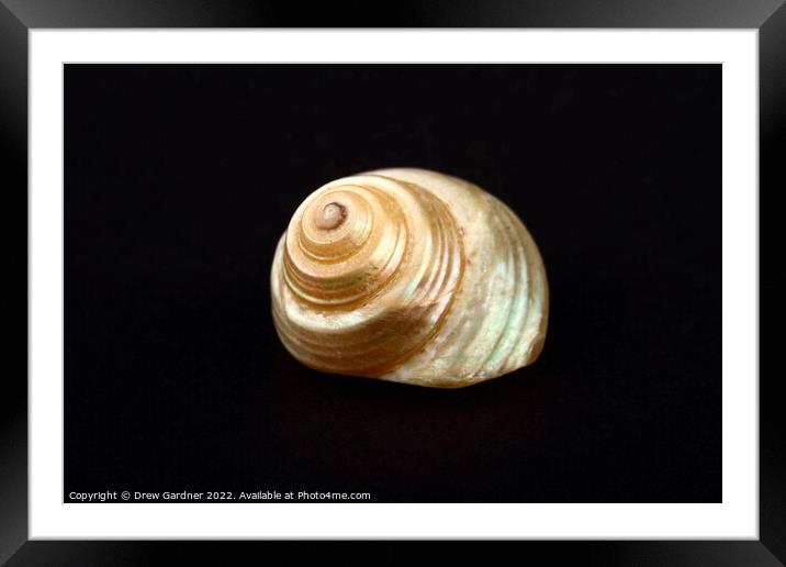 Pearl Venetian Seashell Framed Mounted Print by Drew Gardner