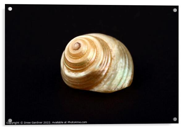 Pearl Venetian Seashell Acrylic by Drew Gardner