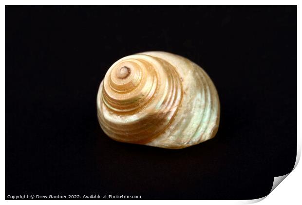 Pearl Venetian Seashell Print by Drew Gardner