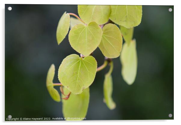 Pendulous katsura tree leaves close up Acrylic by Elaine Hayward