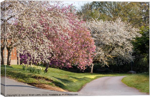 Beautiful spring trees in pink and white blossom Canvas Print by Simon Bratt LRPS