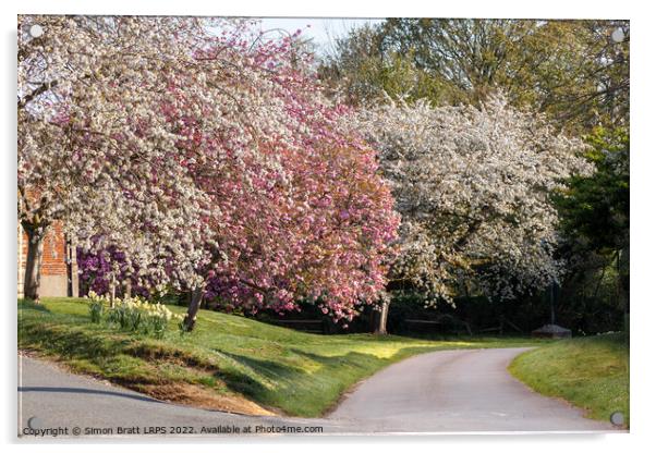 Beautiful spring trees in pink and white blossom Acrylic by Simon Bratt LRPS