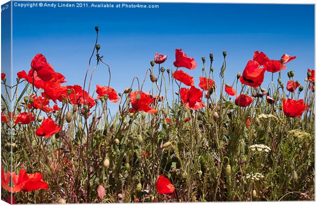 Poppies Canvas Print by Andy Linden