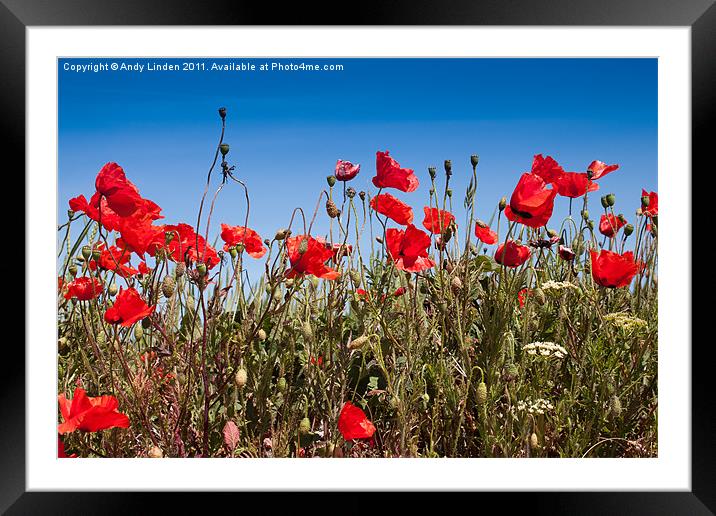 Poppies Framed Mounted Print by Andy Linden