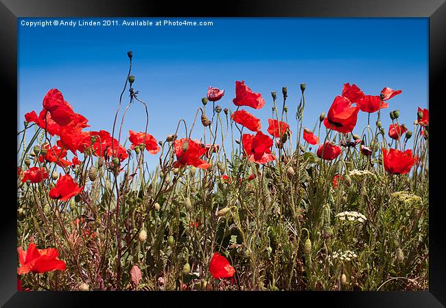 Poppies Framed Print by Andy Linden