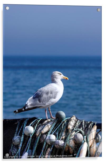 Coastal Seagull Acrylic by Drew Gardner