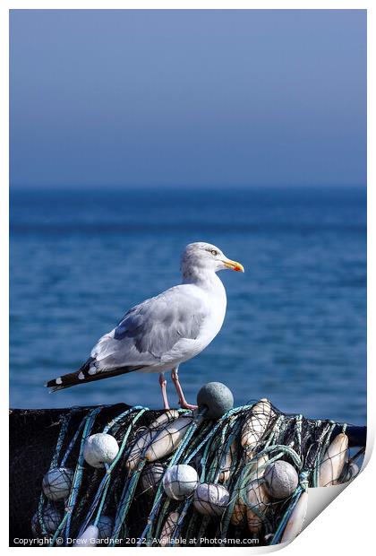 Coastal Seagull Print by Drew Gardner