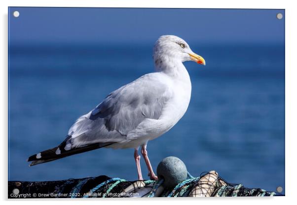Coastal Seagull Acrylic by Drew Gardner