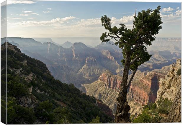 Stunted pine, North Rim, Grand Canyon Canvas Print by Gary Eason