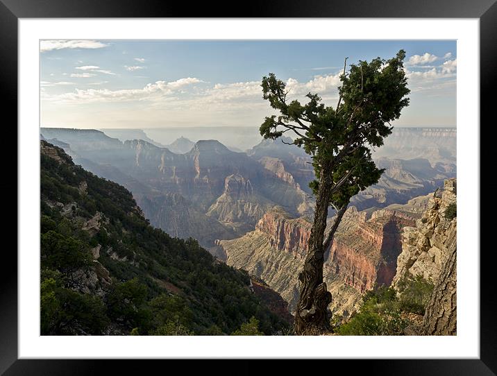 Stunted pine, North Rim, Grand Canyon Framed Mounted Print by Gary Eason