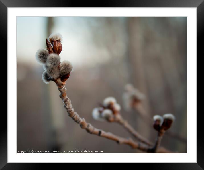Poplar Catkins in the Evening short DOF Framed Mounted Print by STEPHEN THOMAS
