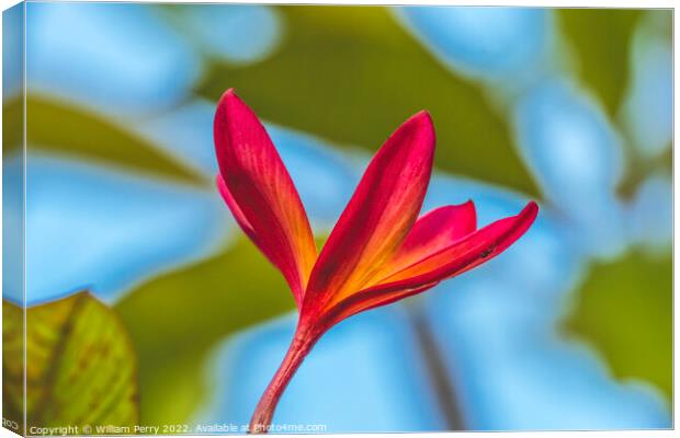 Red Yellow Frangipani Plumeria Moorea Tahiti Canvas Print by William Perry