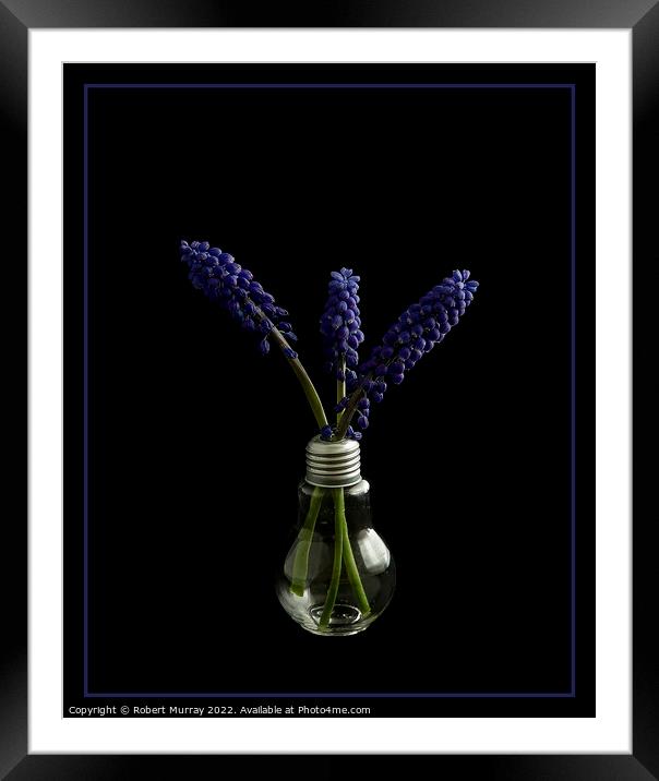 Muscari in a light bulb Framed Mounted Print by Robert Murray