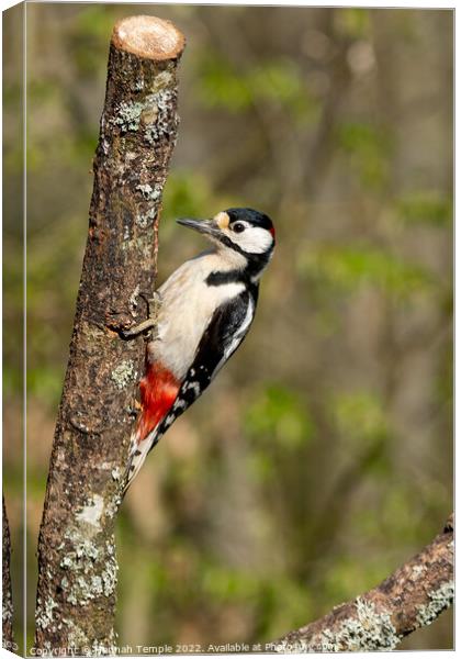 Great Spotted Woodpecker Canvas Print by Hannah Temple