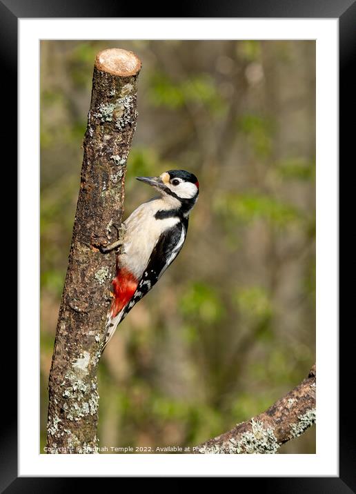 Great Spotted Woodpecker Framed Mounted Print by Hannah Temple