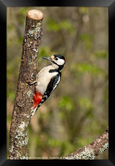 Great Spotted Woodpecker Framed Print by Hannah Temple