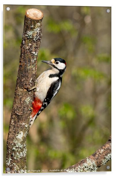 Great Spotted Woodpecker Acrylic by Hannah Temple