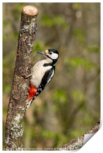 Great Spotted Woodpecker Print by Hannah Temple