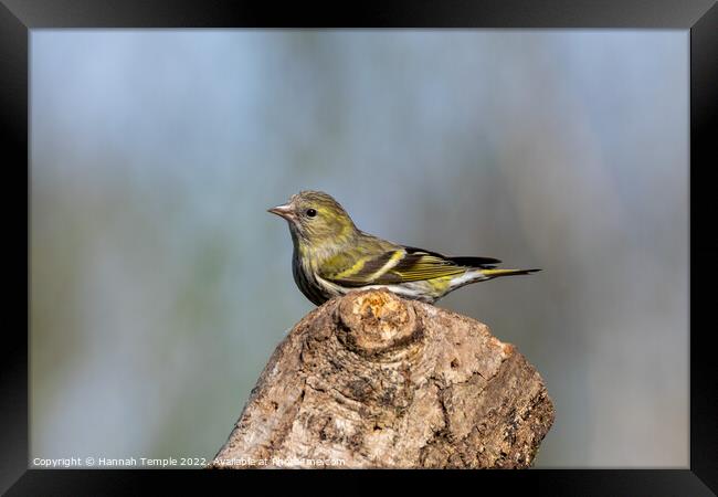 Siskin Framed Print by Hannah Temple