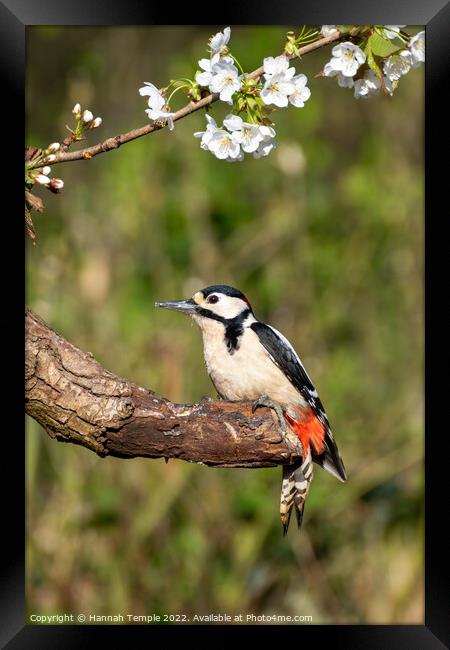 Great spotted woodpecker  Framed Print by Hannah Temple
