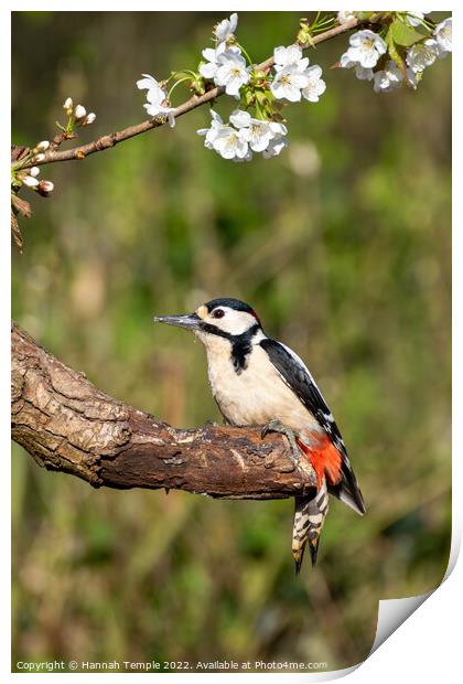 Great spotted woodpecker  Print by Hannah Temple