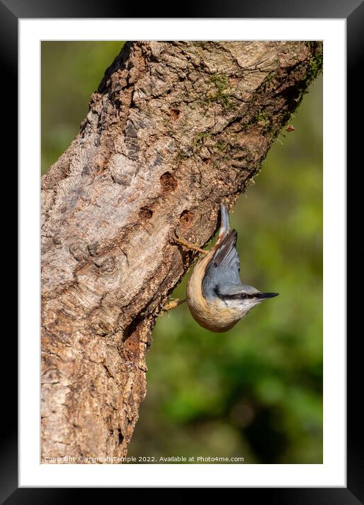 Nuthatch  Framed Mounted Print by Hannah Temple