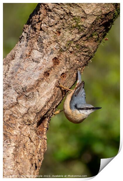 Nuthatch  Print by Hannah Temple