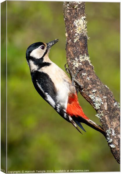 Great spotted woodpecker Canvas Print by Hannah Temple