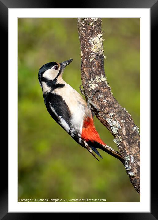 Great spotted woodpecker Framed Mounted Print by Hannah Temple