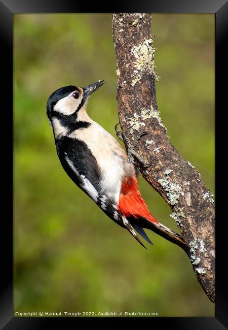Great spotted woodpecker Framed Print by Hannah Temple
