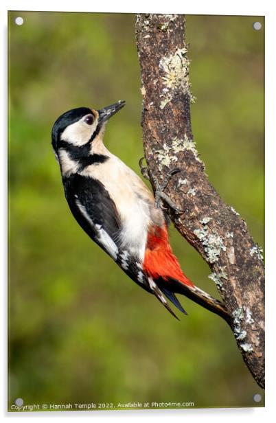 Great spotted woodpecker Acrylic by Hannah Temple