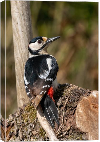 Great spotted woodpecker  Canvas Print by Hannah Temple