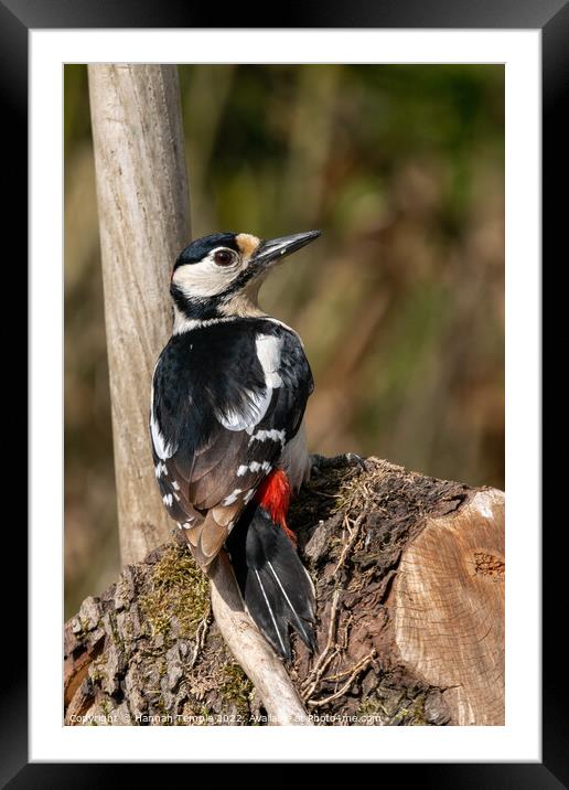 Great spotted woodpecker  Framed Mounted Print by Hannah Temple