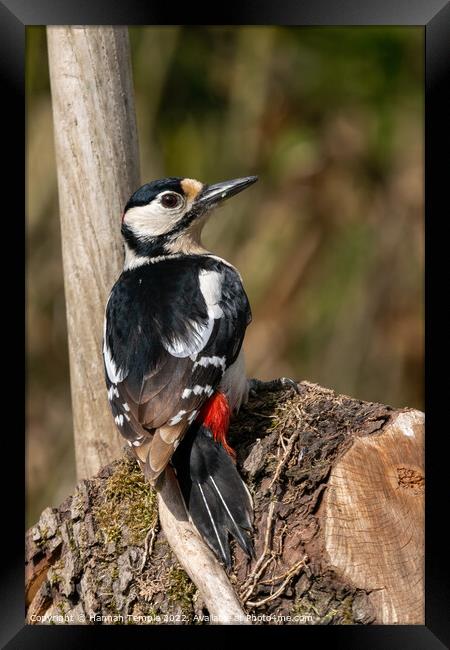 Great spotted woodpecker  Framed Print by Hannah Temple