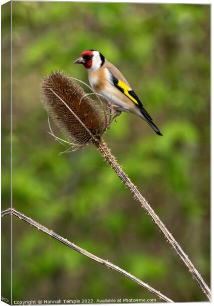 Goldfinch  Canvas Print by Hannah Temple
