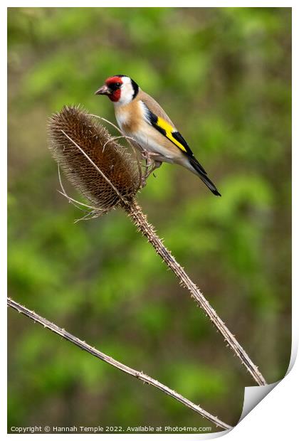 Goldfinch  Print by Hannah Temple