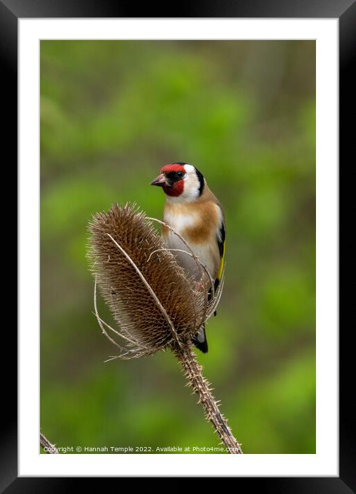 Goldfinch Framed Mounted Print by Hannah Temple