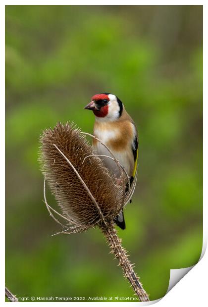 Goldfinch Print by Hannah Temple