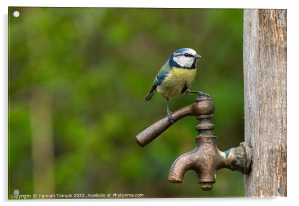 Blue tit  Acrylic by Hannah Temple