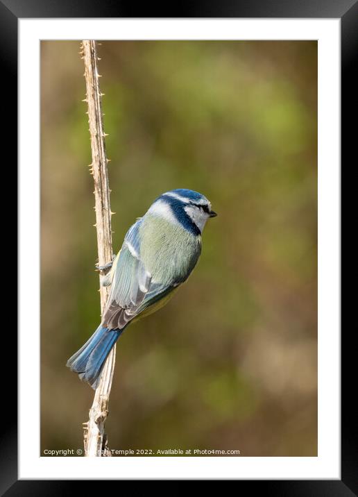 Blue tit  Framed Mounted Print by Hannah Temple