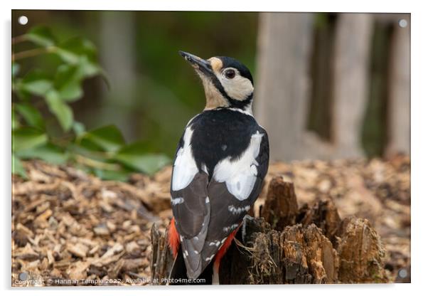 Great spotted woodpecker  Acrylic by Hannah Temple