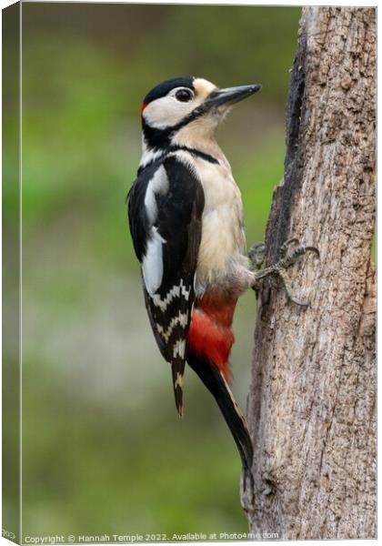 Great spotted woodpecker Canvas Print by Hannah Temple