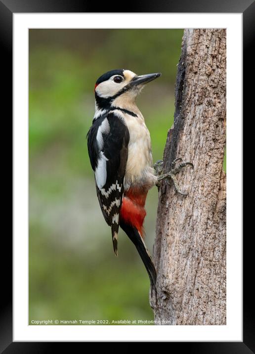 Great spotted woodpecker Framed Mounted Print by Hannah Temple