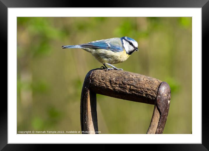 Blue tit  Framed Mounted Print by Hannah Temple