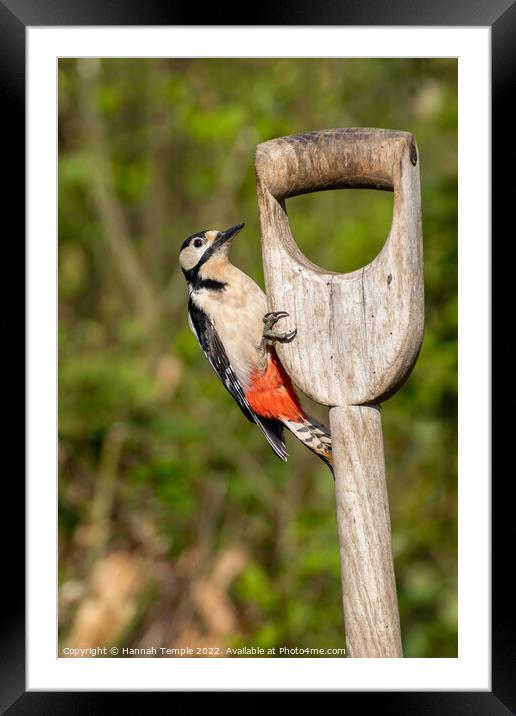 Great spotted woodpecker  Framed Mounted Print by Hannah Temple