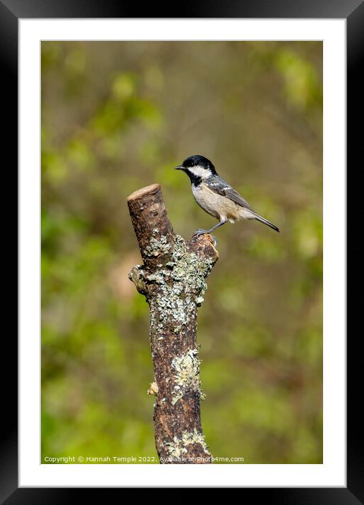 Coal Tit  Framed Mounted Print by Hannah Temple
